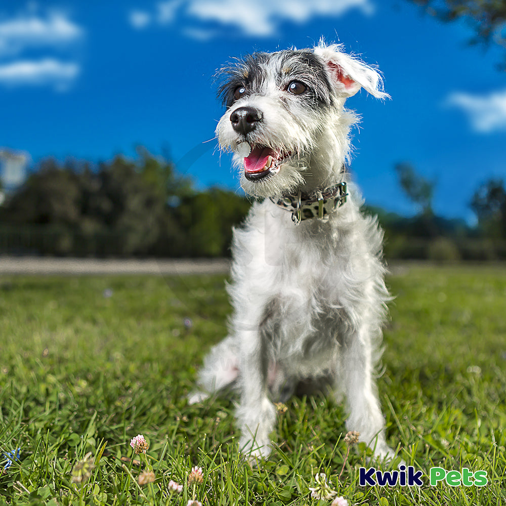 Boss Pet Digger's Multicolored Shaggy Plush Dog Toy Large