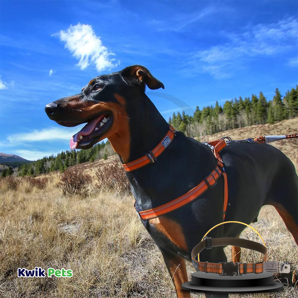 Coastal K9 Explorer Reflective Adjustable Dog Collar Campfire Orange 1 in X 12-18 in