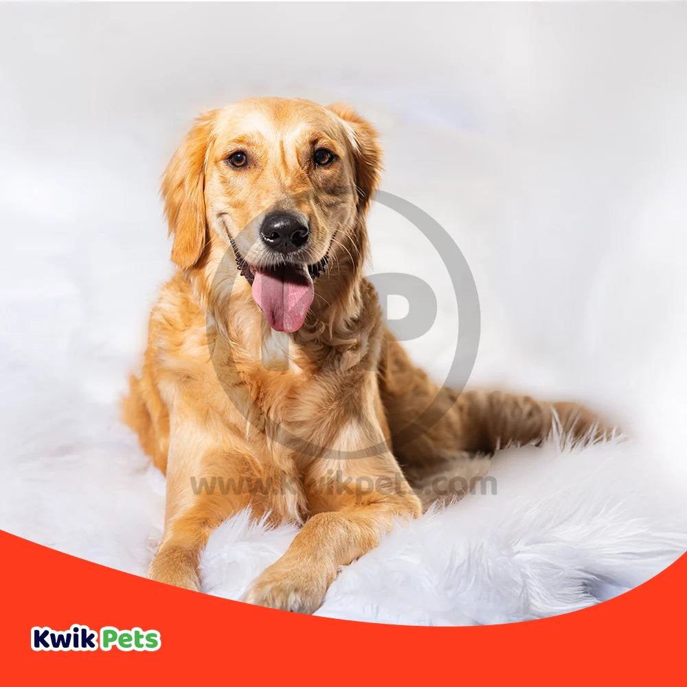 Chuckit! Pro Launcher Dog Toy Assorted Medium 18-in