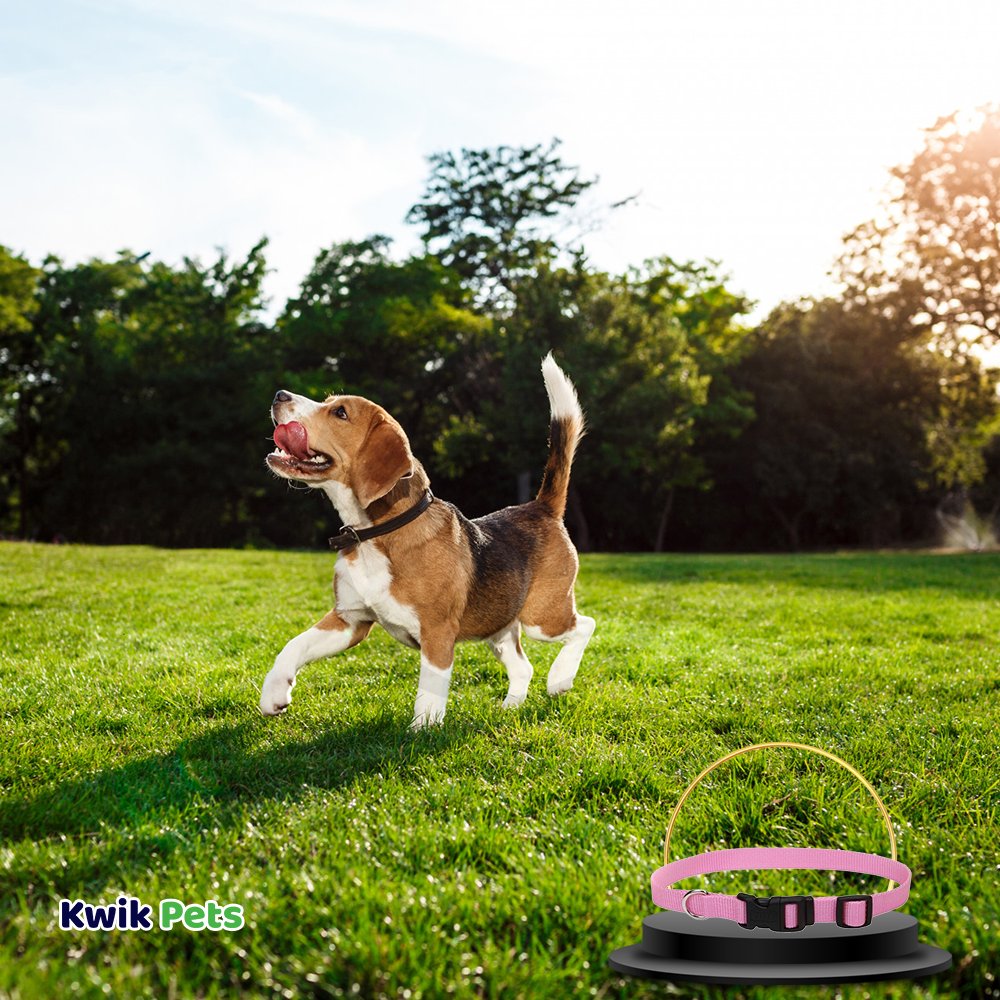 Coastal Adjustable Nylon Dog Collar with Plastic Buckle Bright Pink 5/8 in X 10-14 in