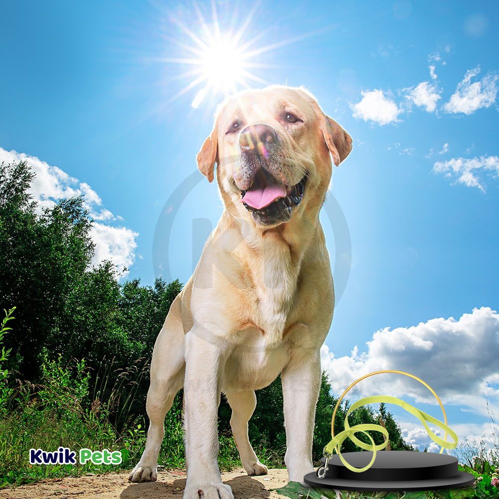 Coastal Single-Ply Nylon Dog Leash Lime 1 in X 6 ft