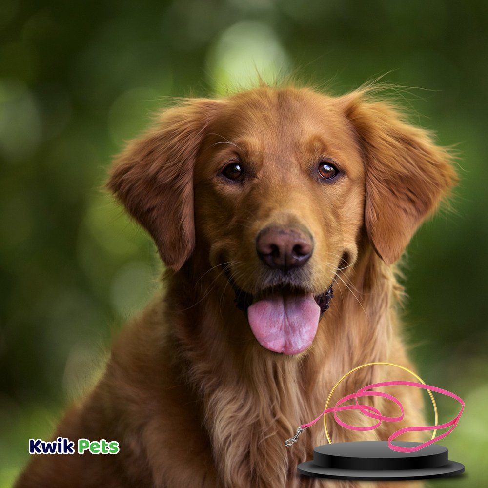 Coastal Single-Ply Nylon Dog Leash Pink Bright 3/8 in X 6 ft