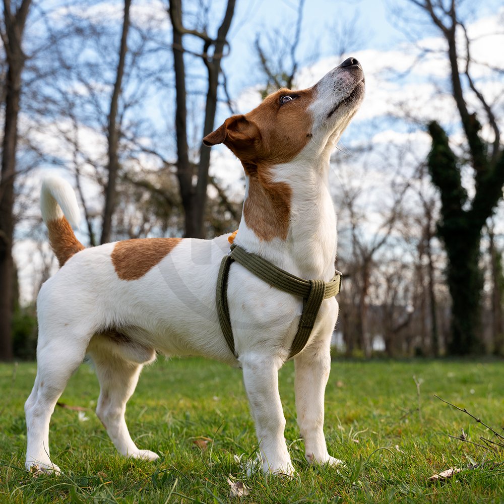 Booda 2-Knot Rope Bone Dog Toy Multicolor XL