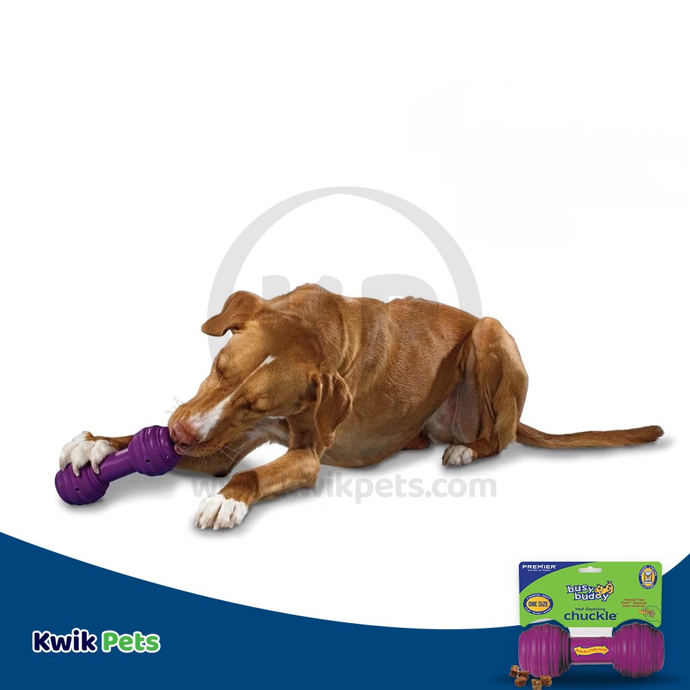 Busy Buddy Treat-Dispensing Chuckle Dog Toy Purple Medium/Large