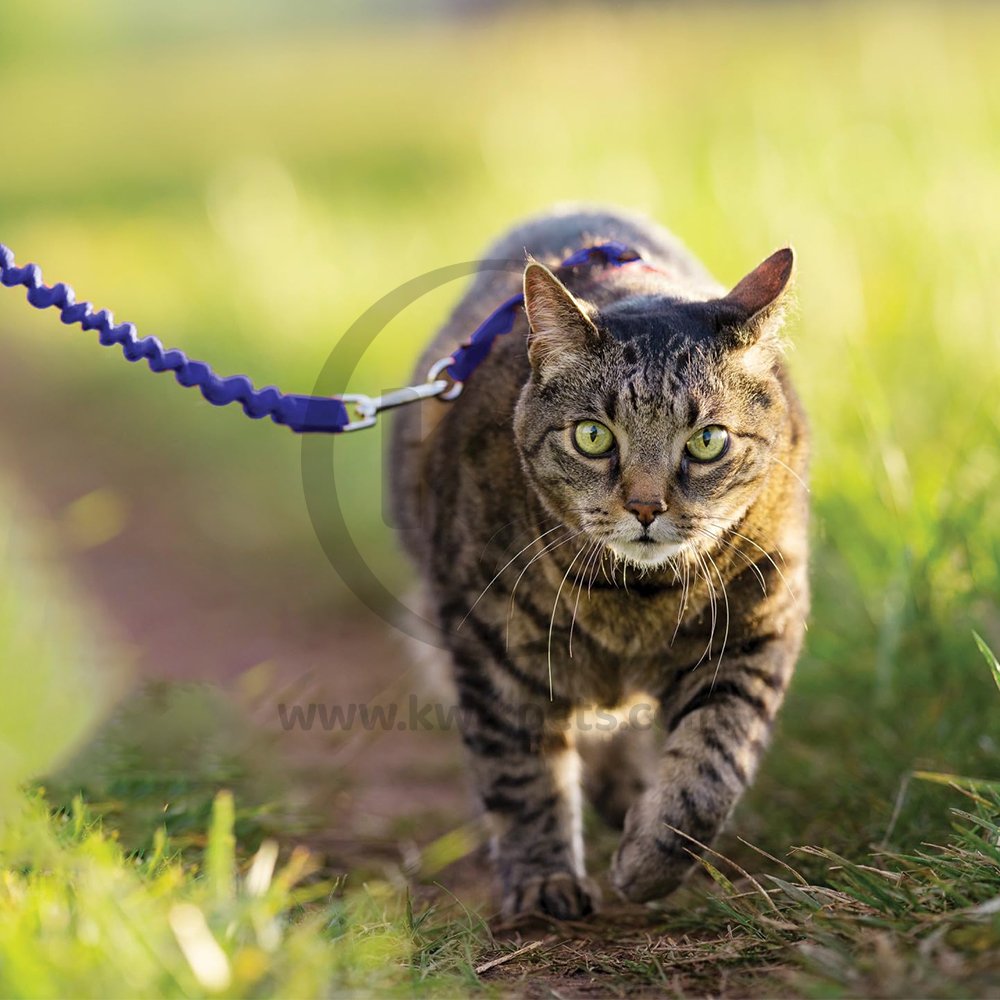 PetSafe Premier Come With Me Kitty Harness & Bungee Leash Combo Royal Blue/Navy Large