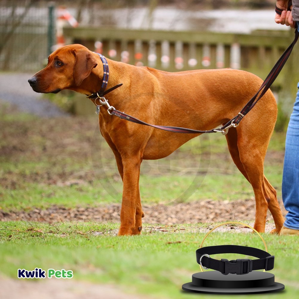 Coastal Adjustable Nylon Dog Collar with Plastic Buckle Black 1 in X 18-26 in