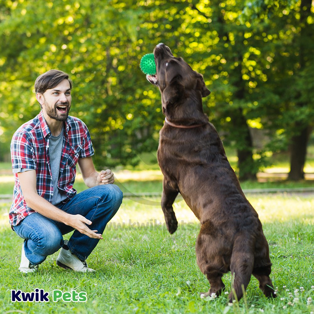 Petsport USA Gorilla Ball Dog Toy Assorted Large 4-in