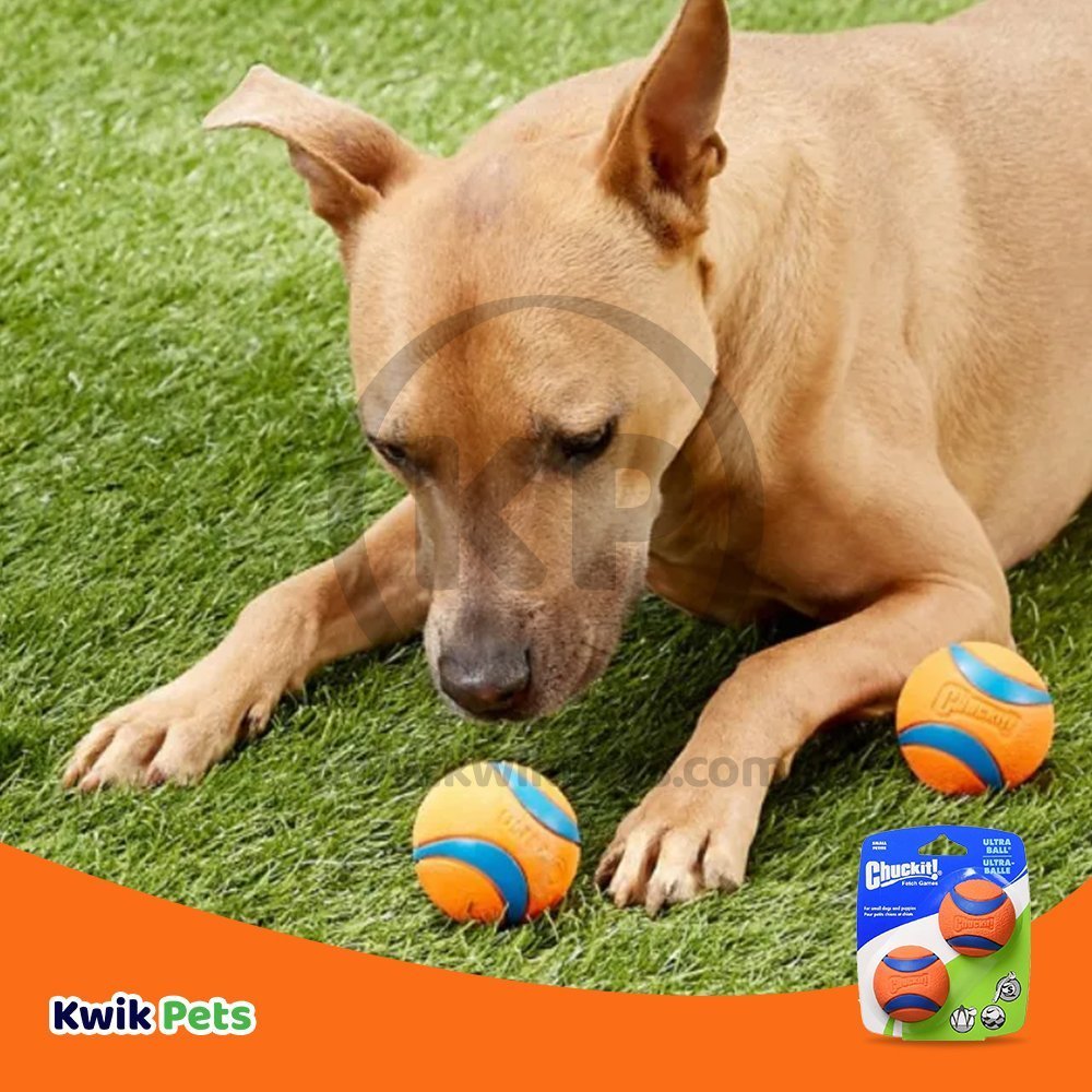 Chuckit! Ultra Ball Dog Toy Blue/Orange Small 2 Count