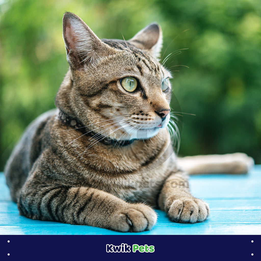 Elasta Cat Reflective Safety Stretch Collar with Reflective Charm Black 3/8 In X 10 in