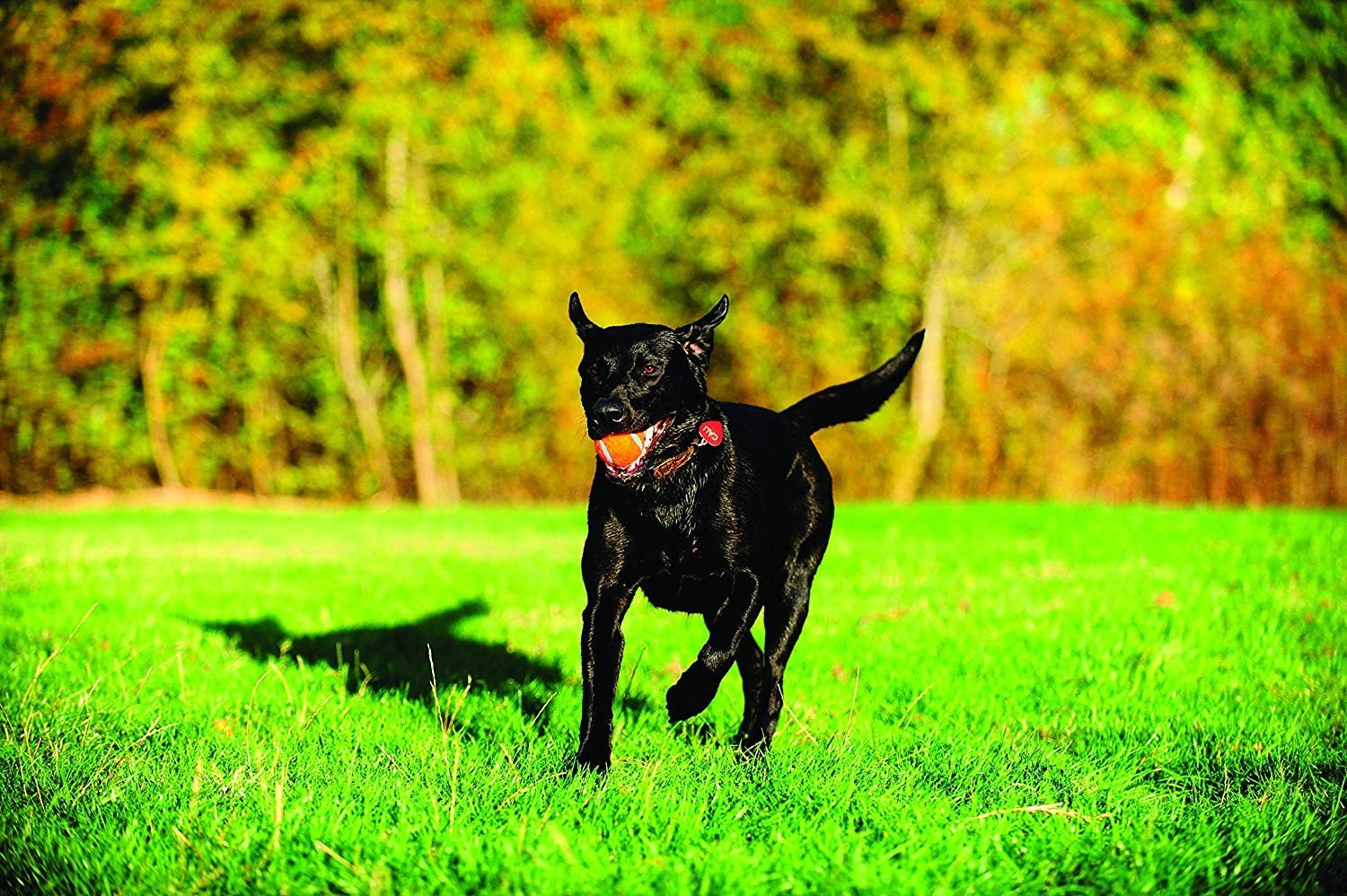Chuckit! Tennis Ball Dog Toy Shrink Sleeve Blue/Orange Medium 2 Pack of 4 Count