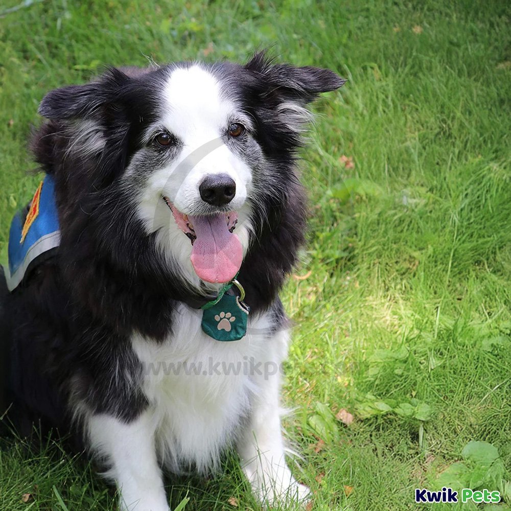 Woof Hoof Dog Tag Silencer Burgundy