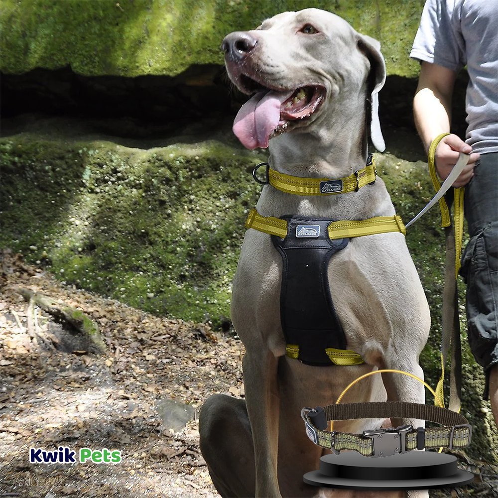 Coastal K9 Explorer Reflective Adjustable Dog Collar Fern 1 in x 12-18 in