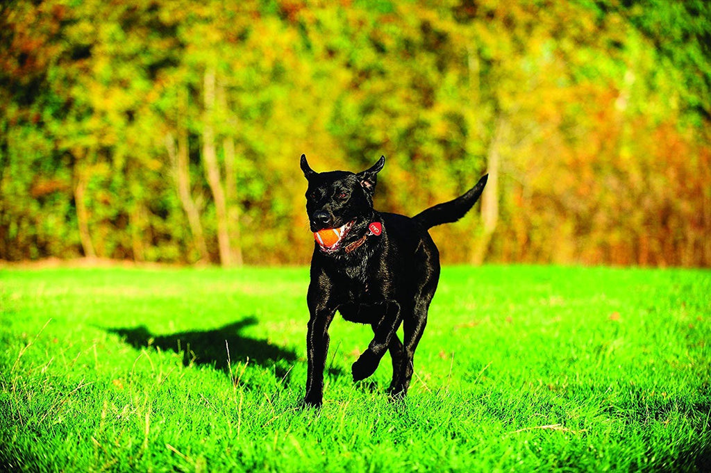 Chuckit! Tennis Ball Dog Toy Shrink Sleeve Blue/Orange Medium 2 Count