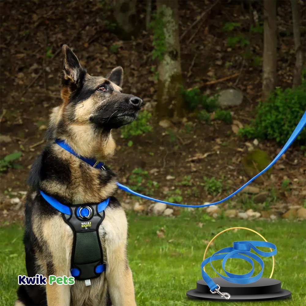 Coastal Single-Ply Nylon Dog Leash Blue 1 in X 6 ft