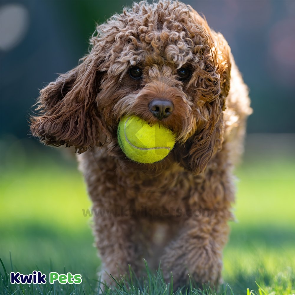 Petsport USA Jr. Mint Balls Dog Toy Assorted 1.8-in 2 Count