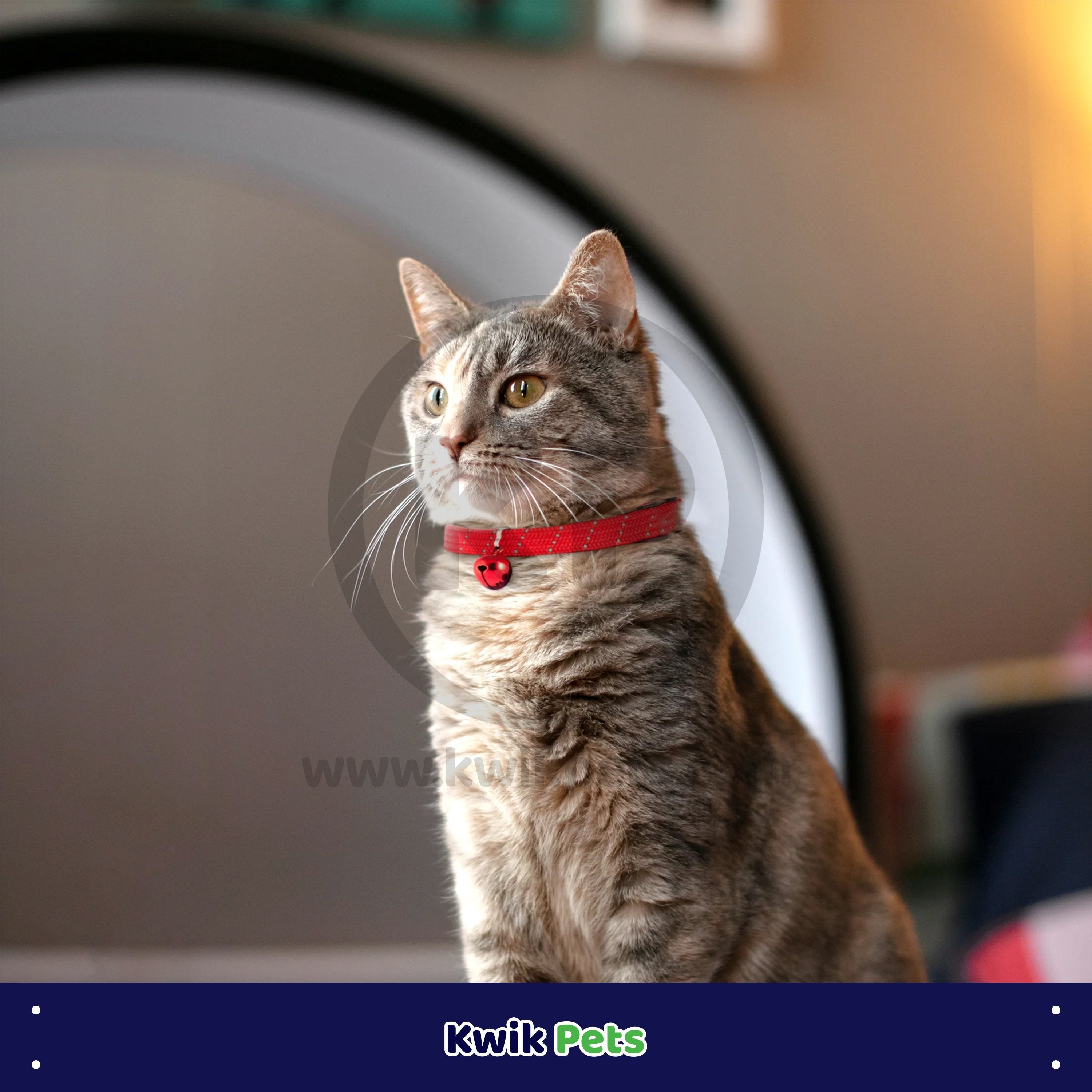 Elasta Cat Reflective Safety Stretch Collar with Reflective Charm Red 3/8 In X 10 in