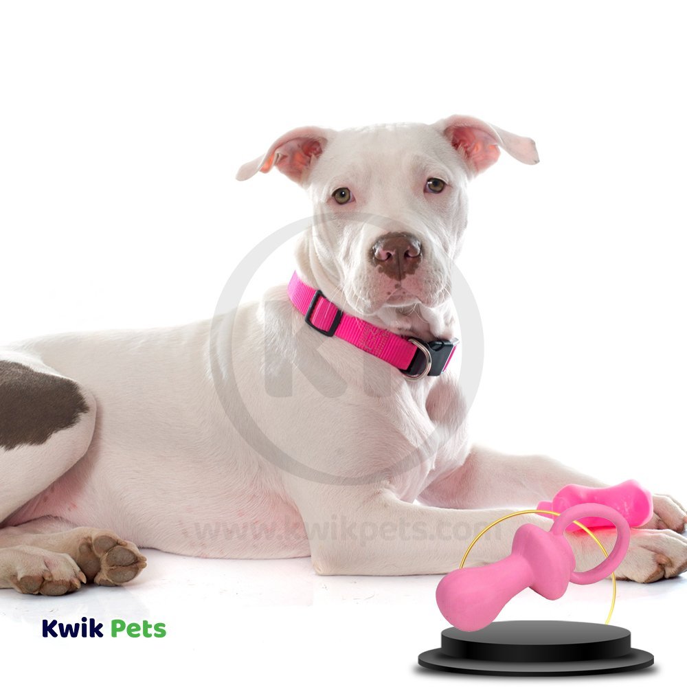 Coastal Rascals Latex Pacifier Dog Toy Pink 4.5 in