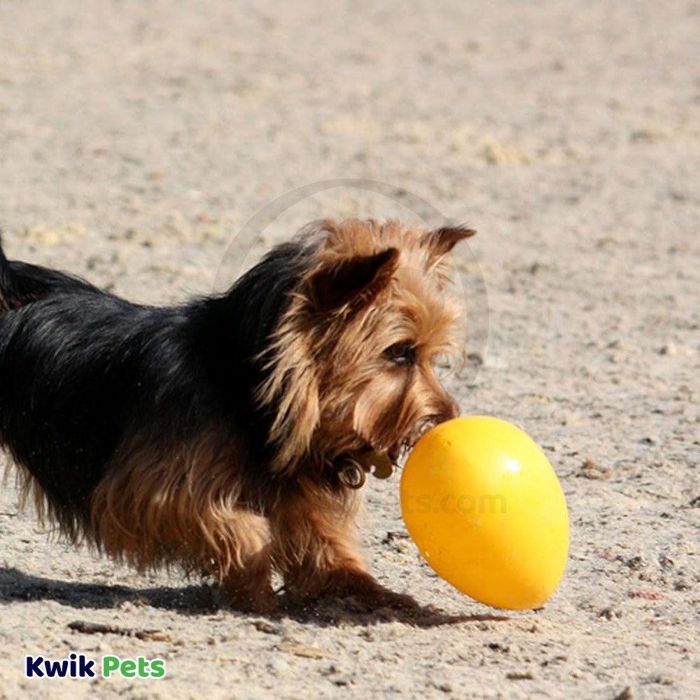 Jolly Pet Egg Hard Plastic Dog Toy Yellow Large 12-in