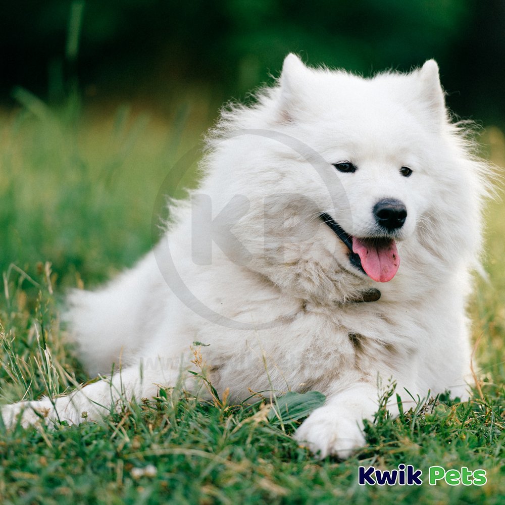 Boss Pet TuffTire Black Rubber Rope/Rubber Dog Tug Toy Large