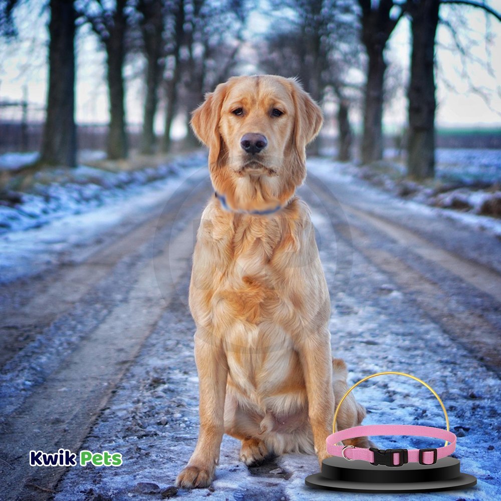 Coastal Adjustable Nylon Dog Collar with Plastic Buckle Bright Pink 3/8 in X 8-12 in