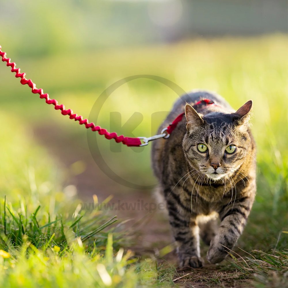 PetSafe Premier Come With Me Kitty Harness & Bungee Leash Combo Red/Cranberry Medium