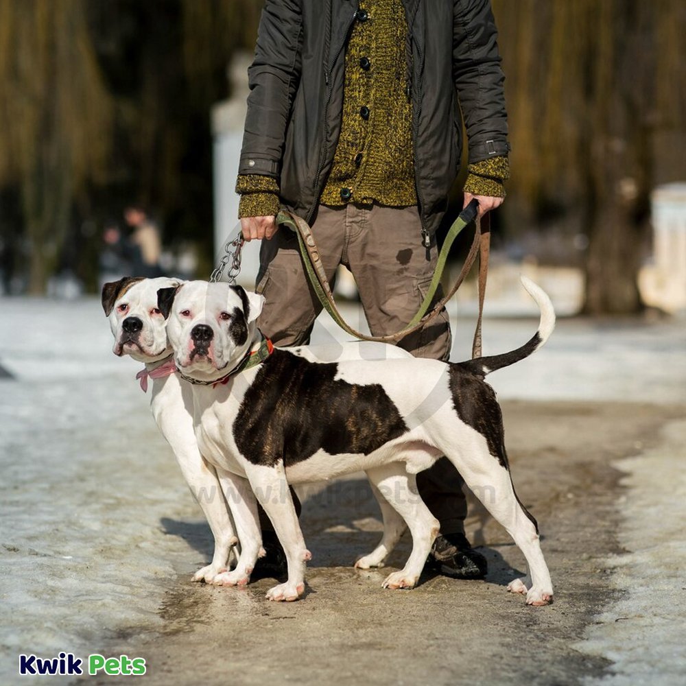 Remington Braided Rope Slip Dog Leash 6 Feet