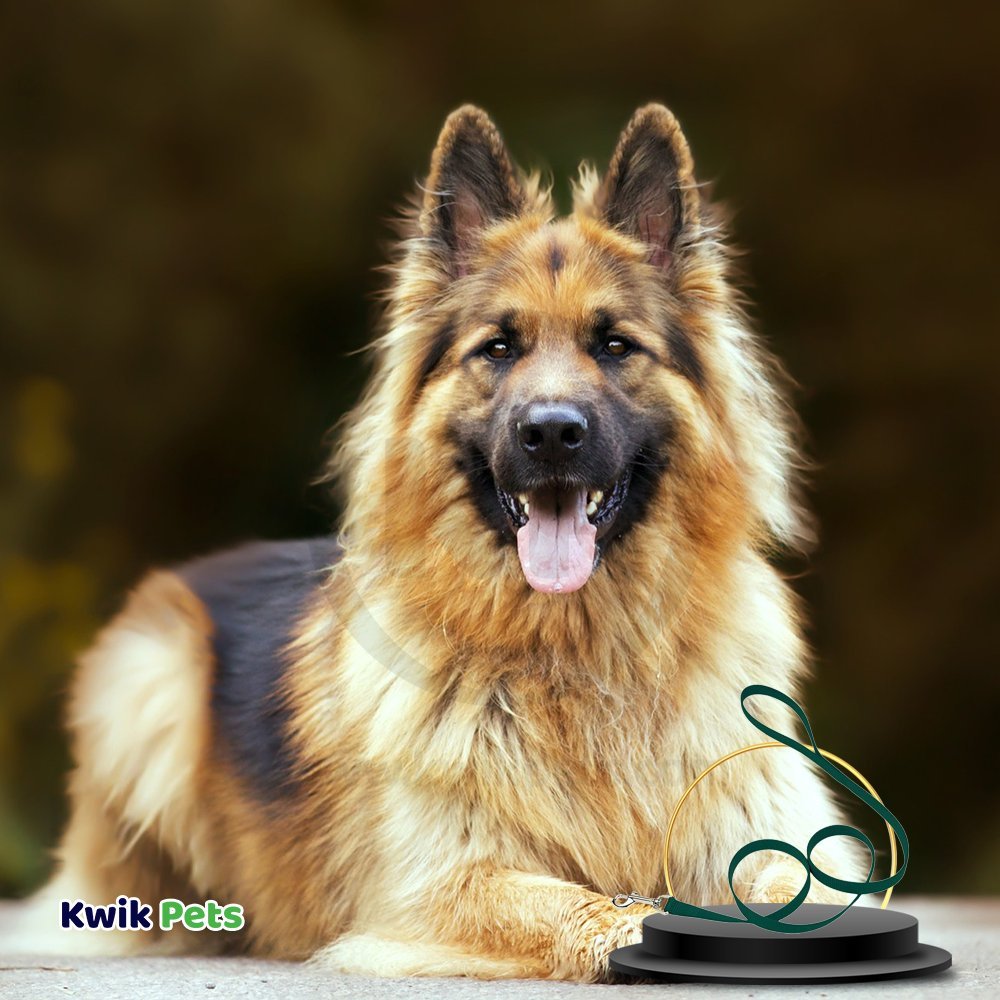 Coastal Single-Ply Nylon Dog Leash Hunter Green 5/8 in X 6 ft