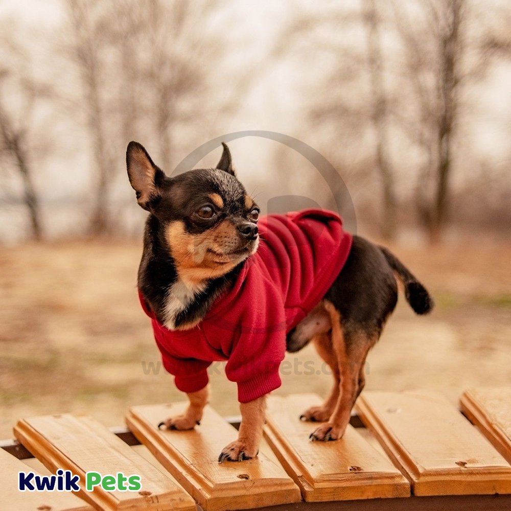 Fashion Pet Cosmo Vest w/Hood Red XL