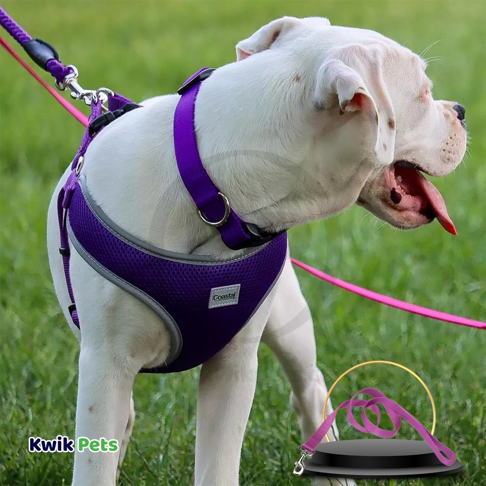 Coastal Single-Ply Nylon Dog Leash Orchid 1 in X 6 ft