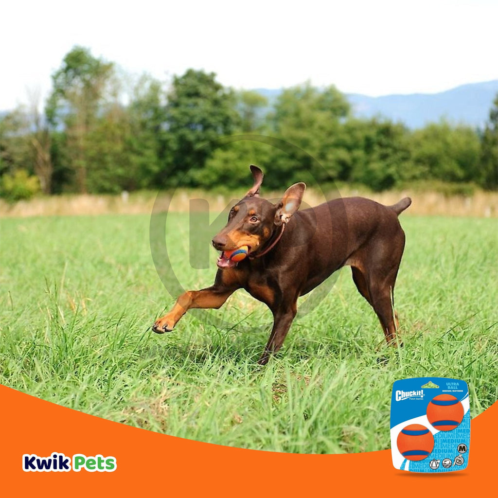 Chuckit! Ultra Ball Dog Toy Blue/Orange Medium 2 Count