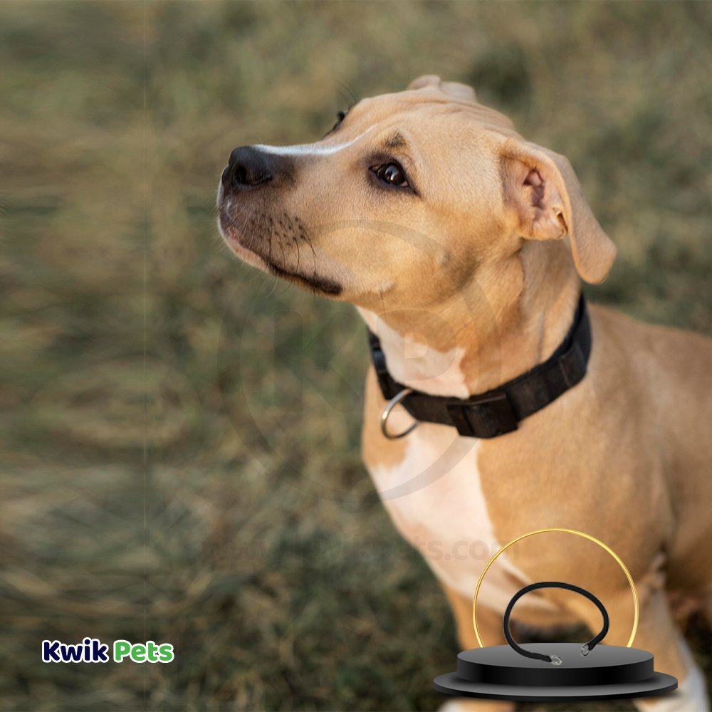 Coastal Round Nylon Training Dog Collar Black 3/8 in X 20 in