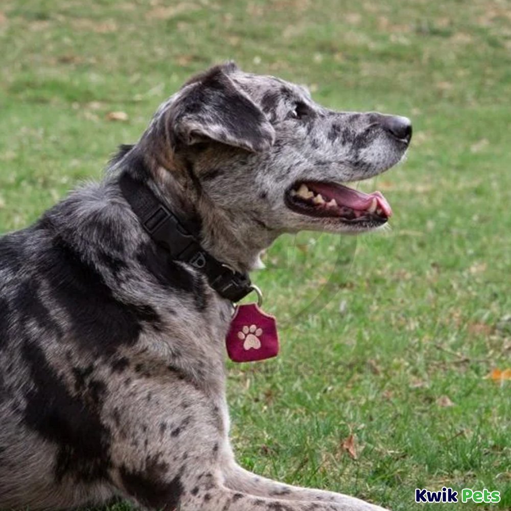 Woof Hoof Dog Tag Silencer Black