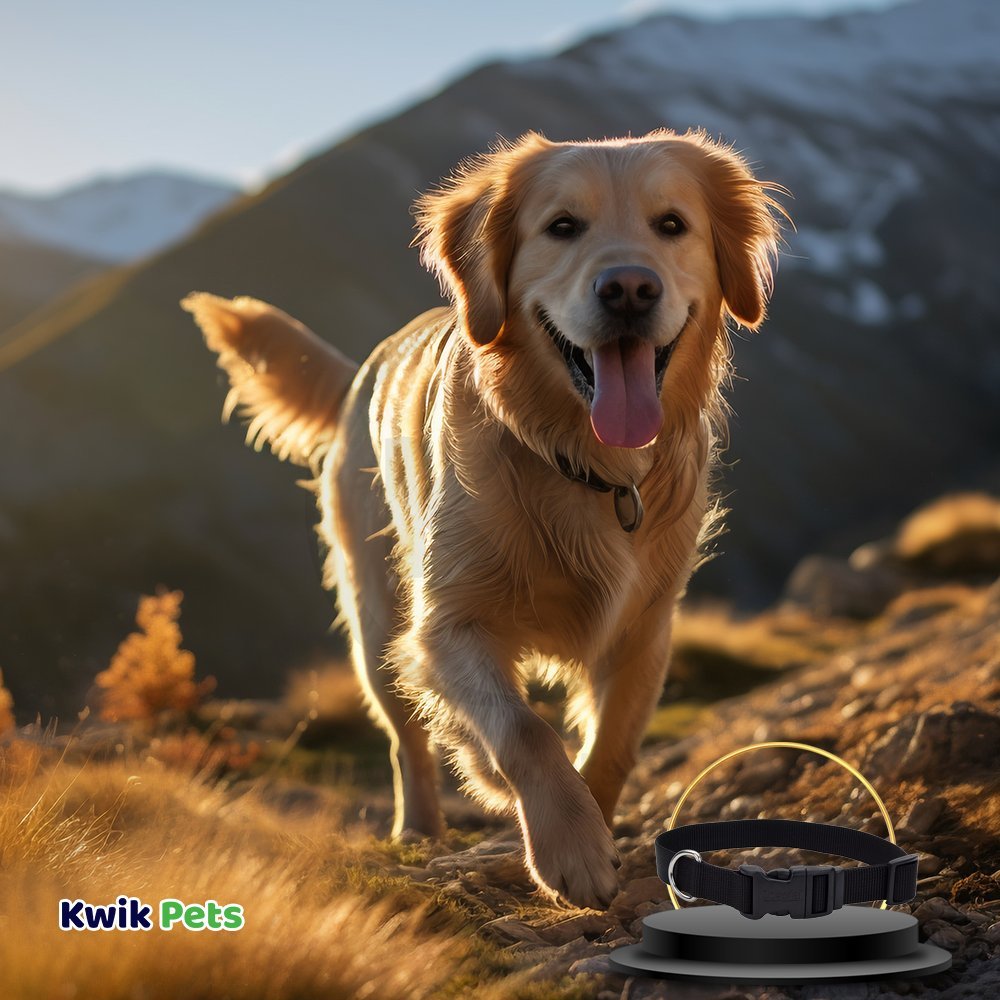 Coastal Adjustable Nylon Dog Collar with Plastic Buckle Black 5/8 in X 10-14 in