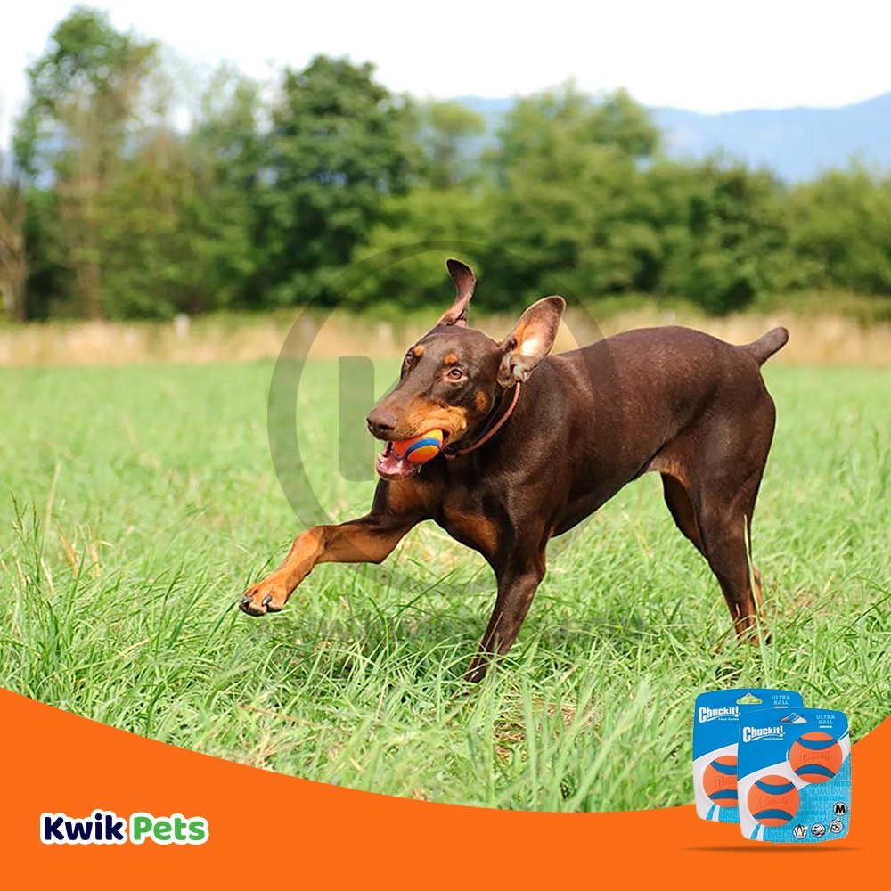 Chuckit! Ultra Ball Dog Toy Blue/Orange Medium 2 Pack of 2 Count