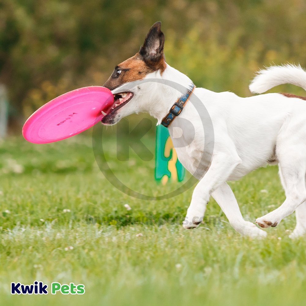 Petsport USA Tuff Disk Dog Toy Assorted 9-in