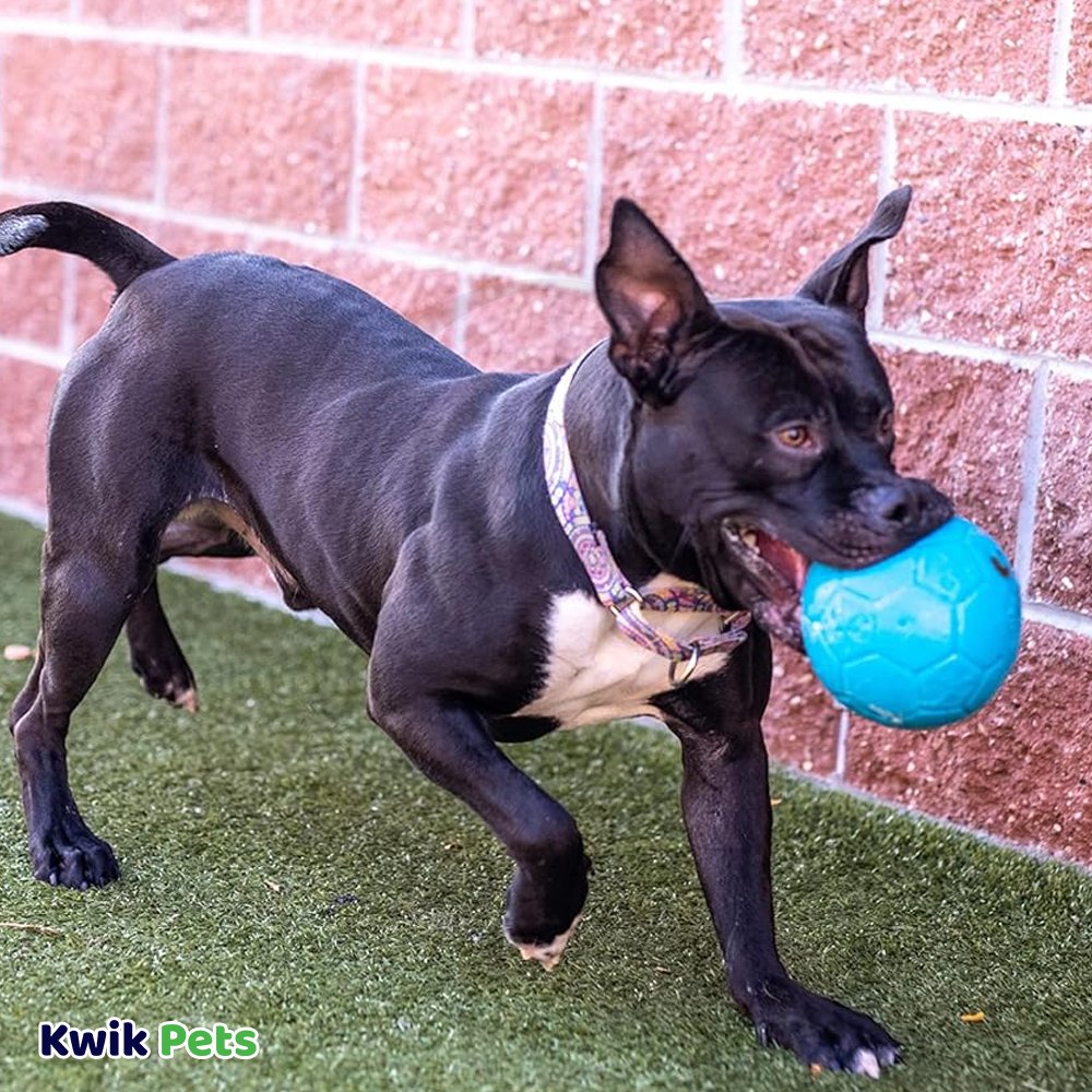 Jolly Pet Soccer Ball Boxed Dog Toy Blue Small 5.5-in