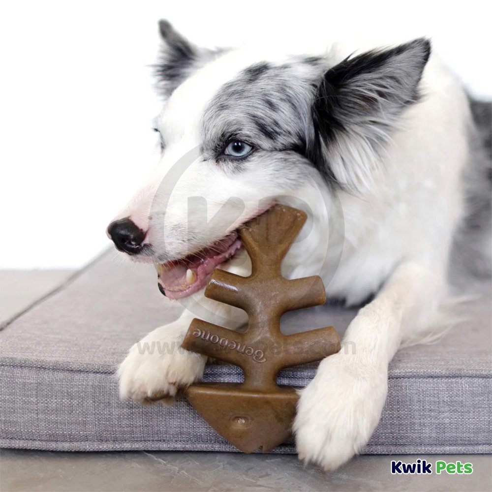 Benebone Jack Salmon Fishbone Dog Chew Toy Medium