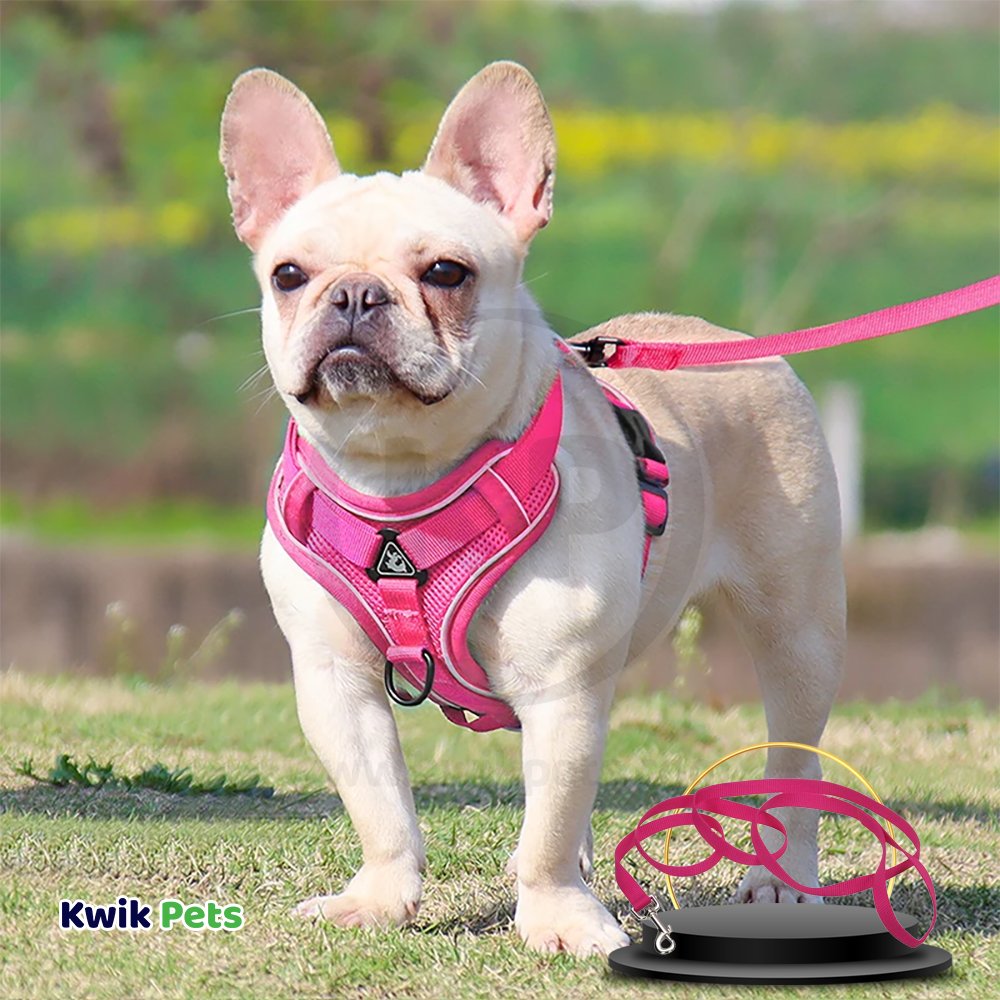 Coastal Single-Ply Nylon Dog Leash Pink Flamingo 1 in X 6 ft