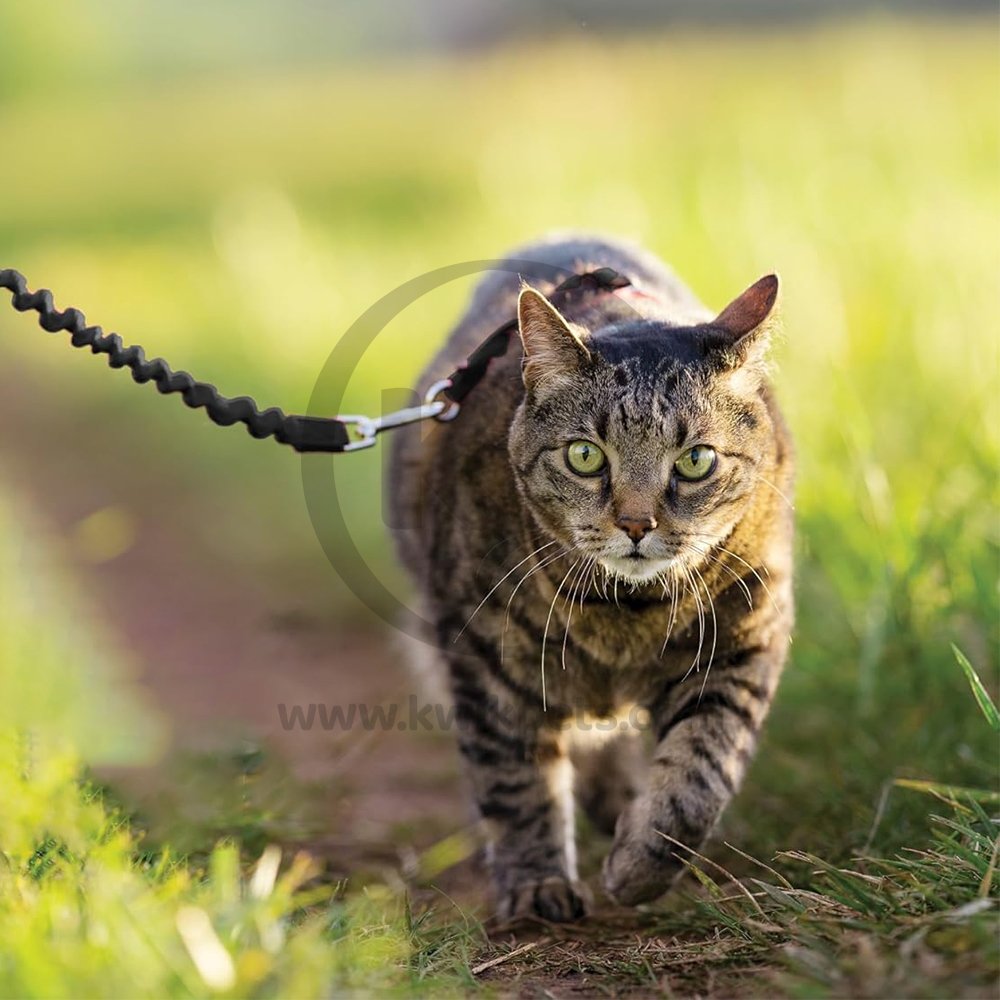 PetSafe Premier Come With Me Kitty Harness & Bungee Leash Combo Black/Silver Large