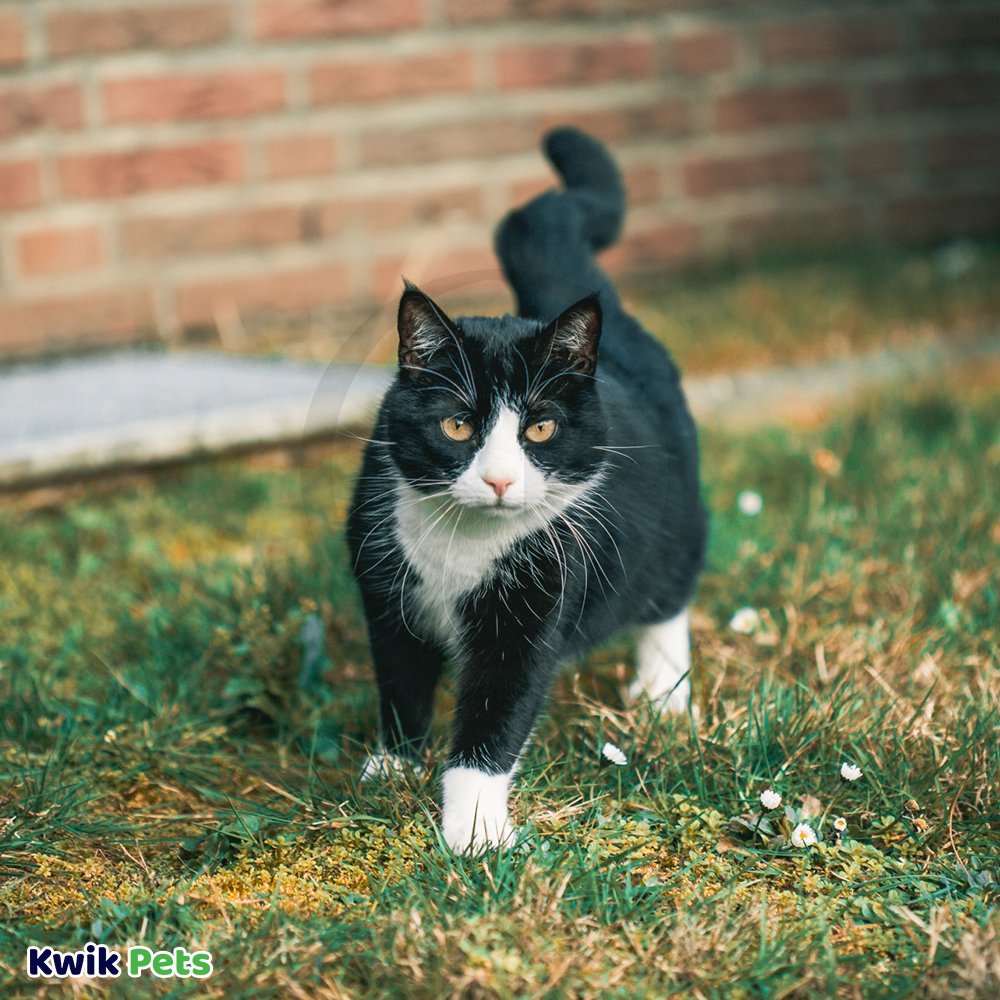 OurPets Three Twined Mice Catnip Instinct Toy Green & Purple 3 Count