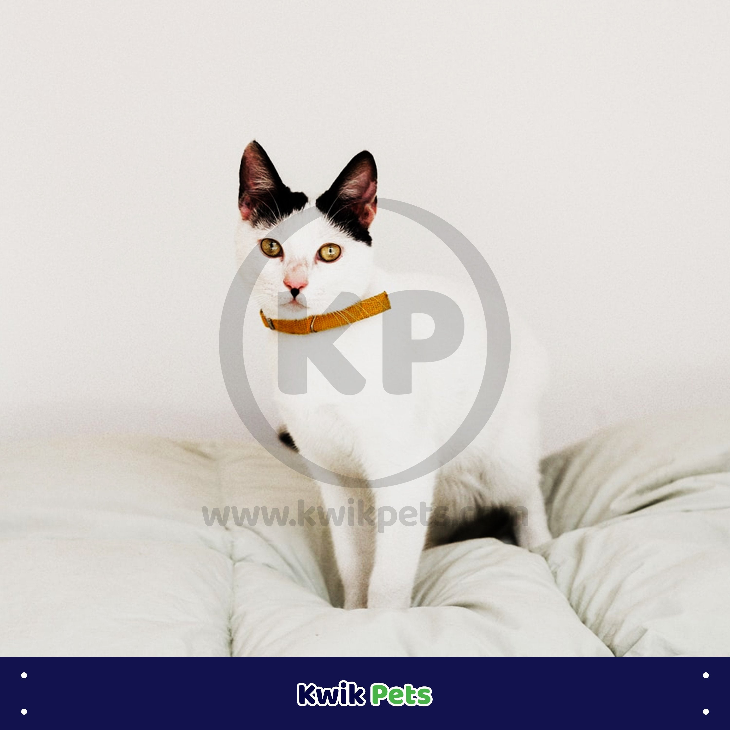 Elasta Cat Reflective Safety Stretch Collar with Reflective Charm Yellow 3/8 In X 10 in