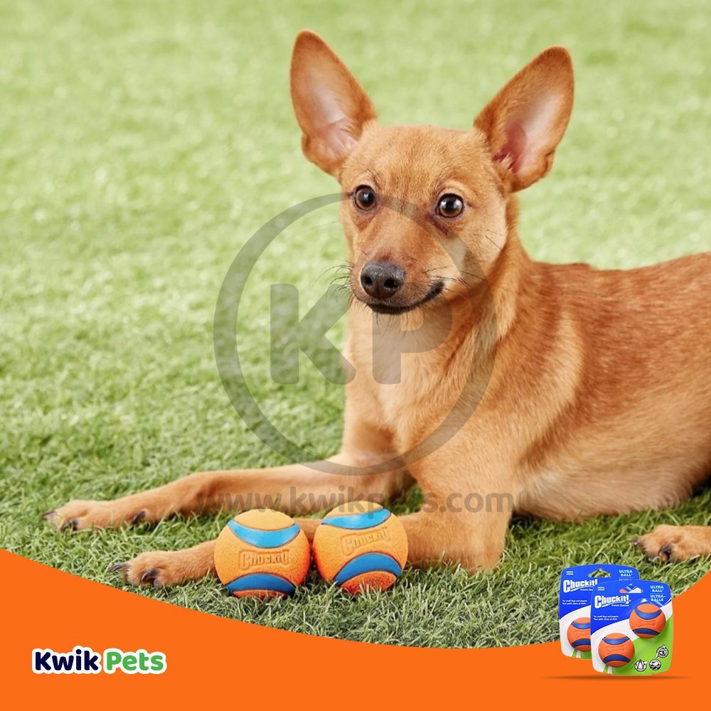 Chuckit! Ultra Ball Dog Toy Blue/Orange Small 2 Pack of 2 Count