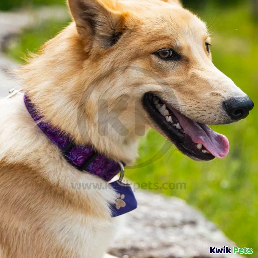 Woof Hoof Dog Tag Silencer Blue