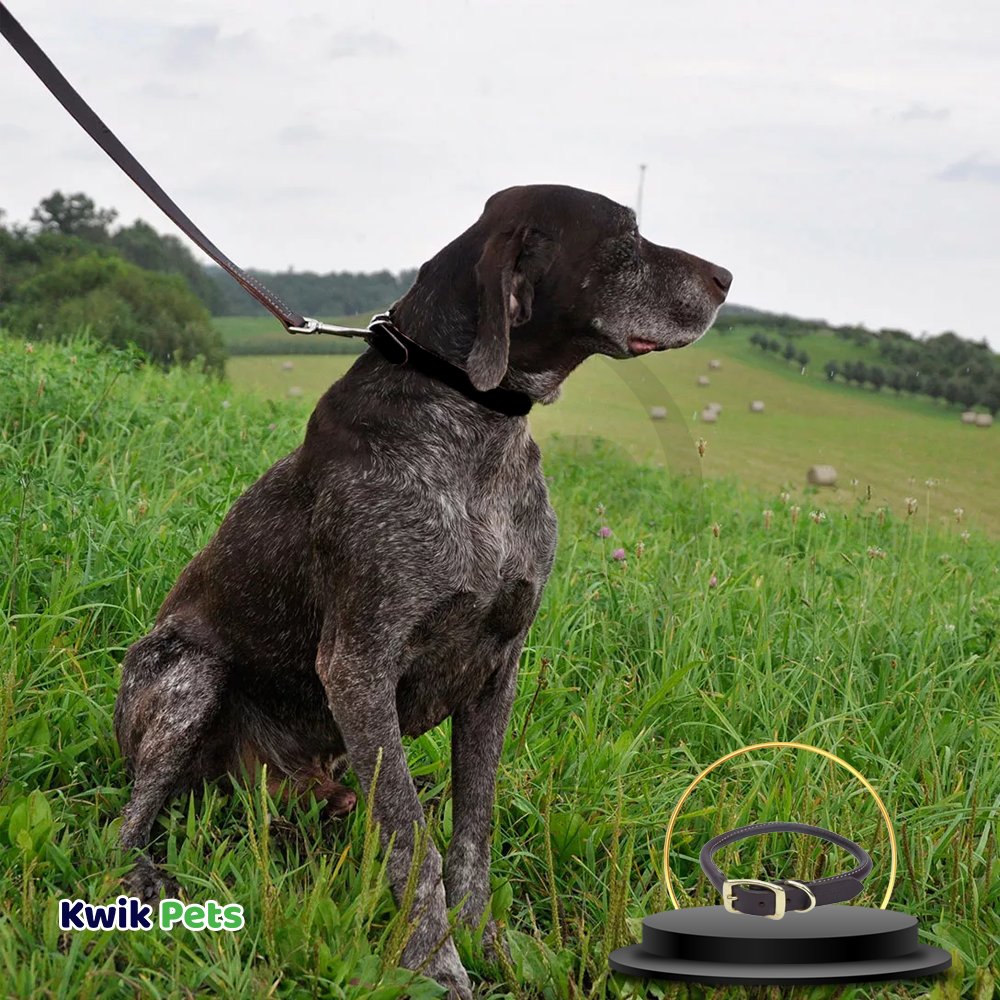 Coastal Circle T Oak Tanned Leather Round Dog Collar Black 1 in X 24 in