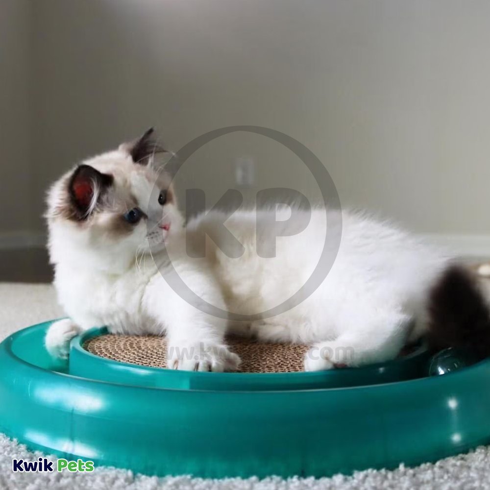 Bergan Star Chaser Catnip Toy Assorted