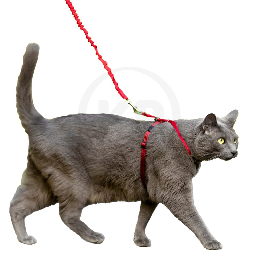 PetSafe Premier Come With Me Kitty Harness & Bungee Leash Combo Red/Cranberry Medium
