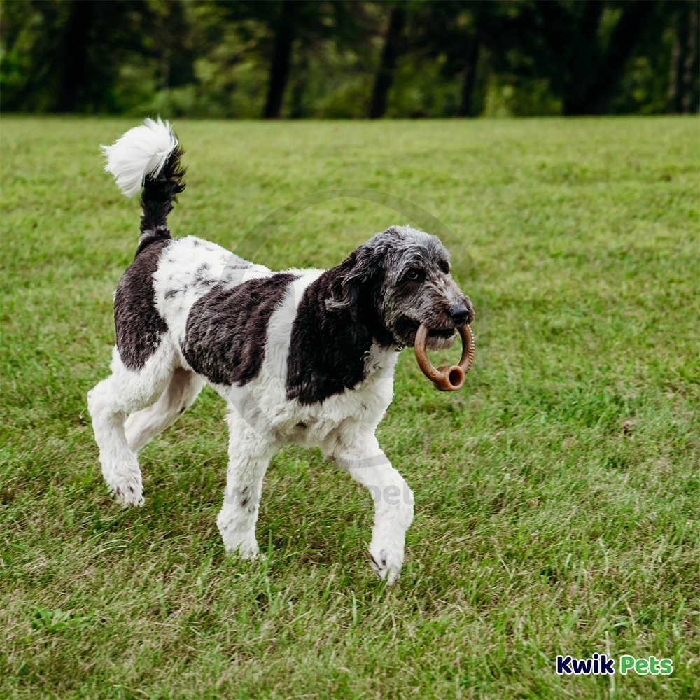 Benebone Ring Dog Chew Toy Bacon Large