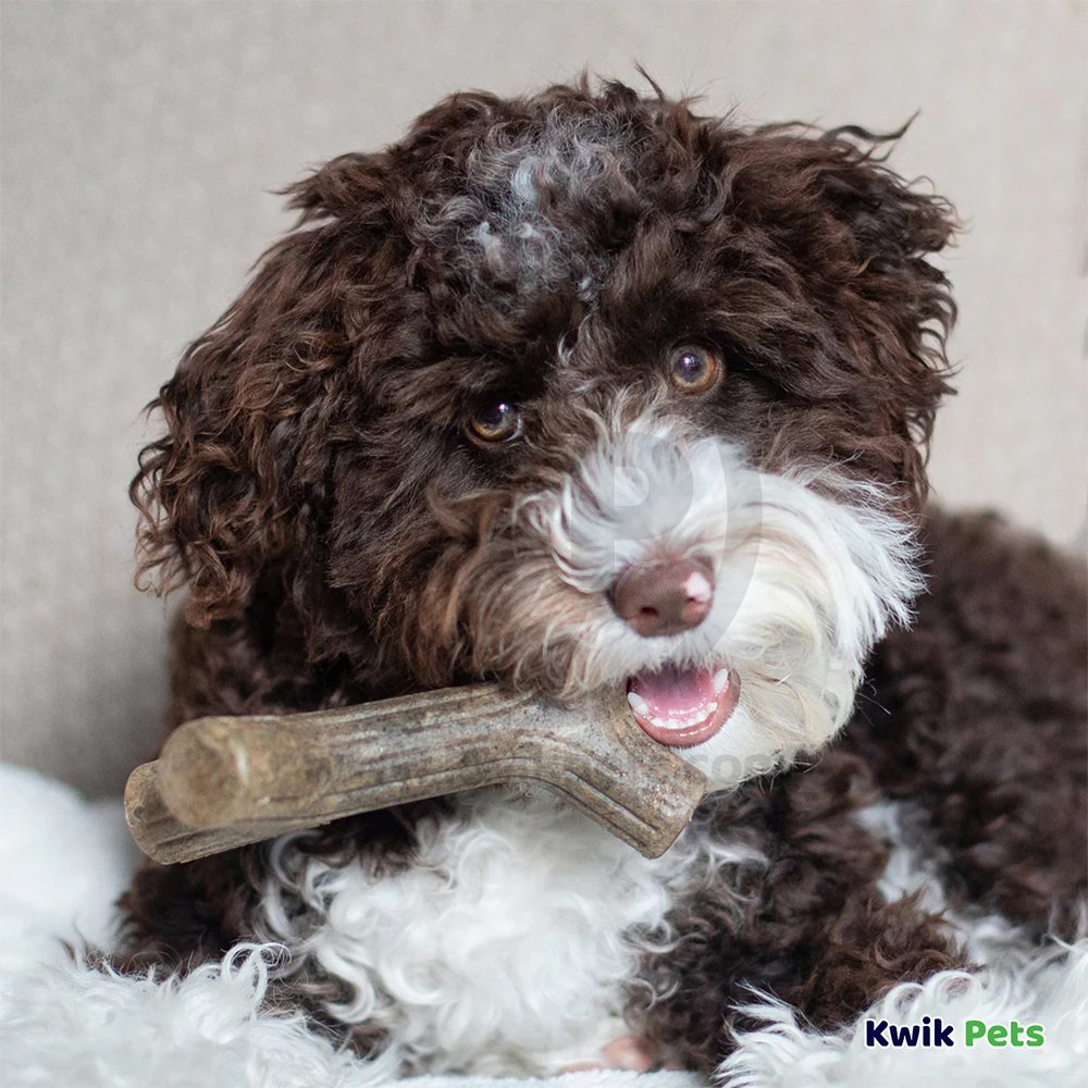 Benebone Maple Wood Puppy Maple Stick Dog Chew Toy Small