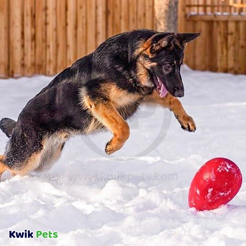 Jolly Pet Egg Hard Plastic Dog Toy Red Small 8-in