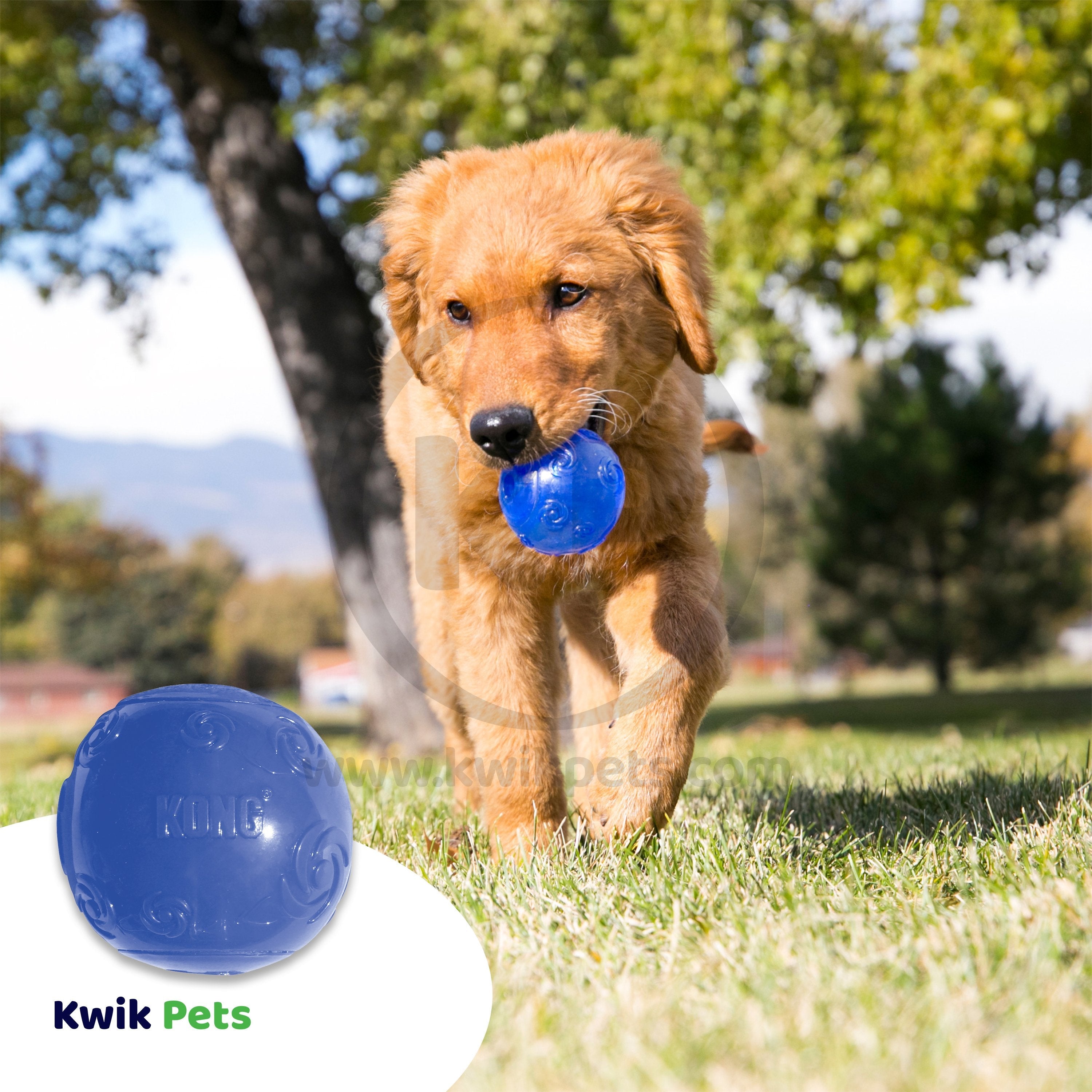 KONG Squeezz Ball Dog Toy Color Assorted XL